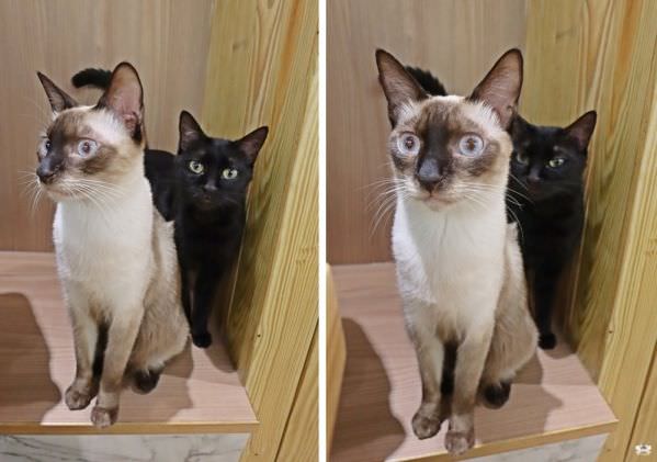 森林小徑健行店對寵物超友善